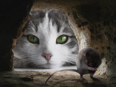 Cat 4068840 1280